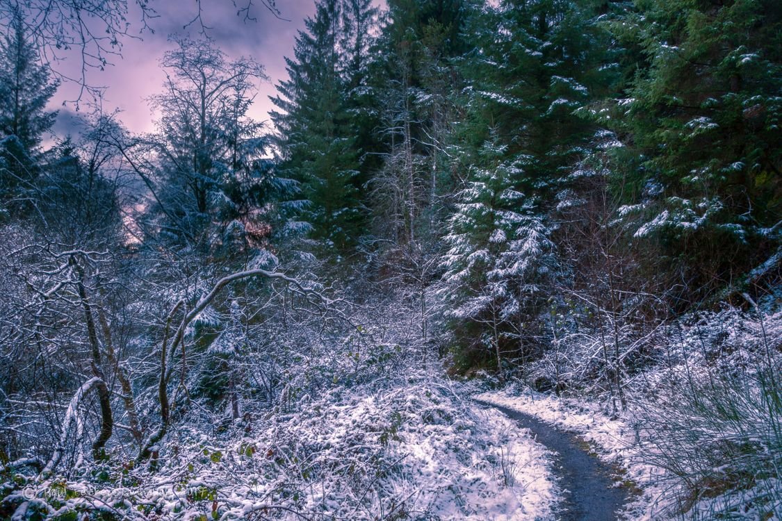 Картинка зимняя тропинка в лесу