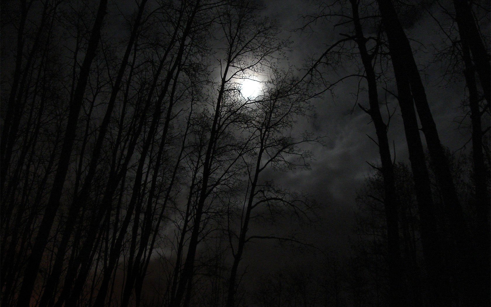 фото страшного леса ночью