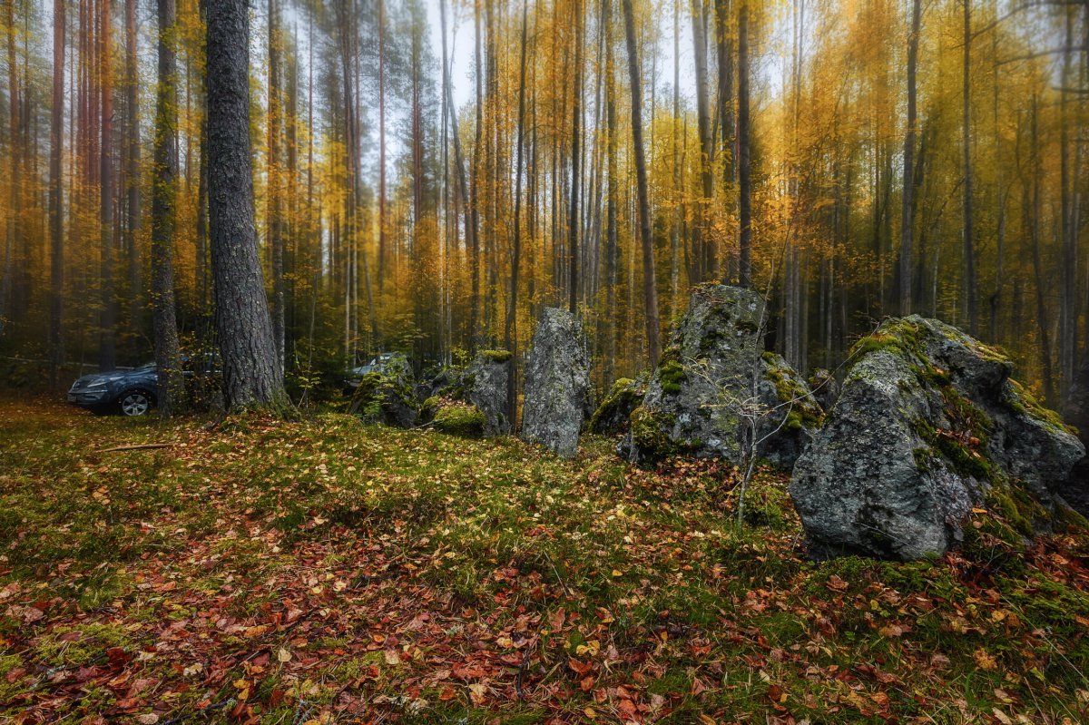 Лес осень Соловки