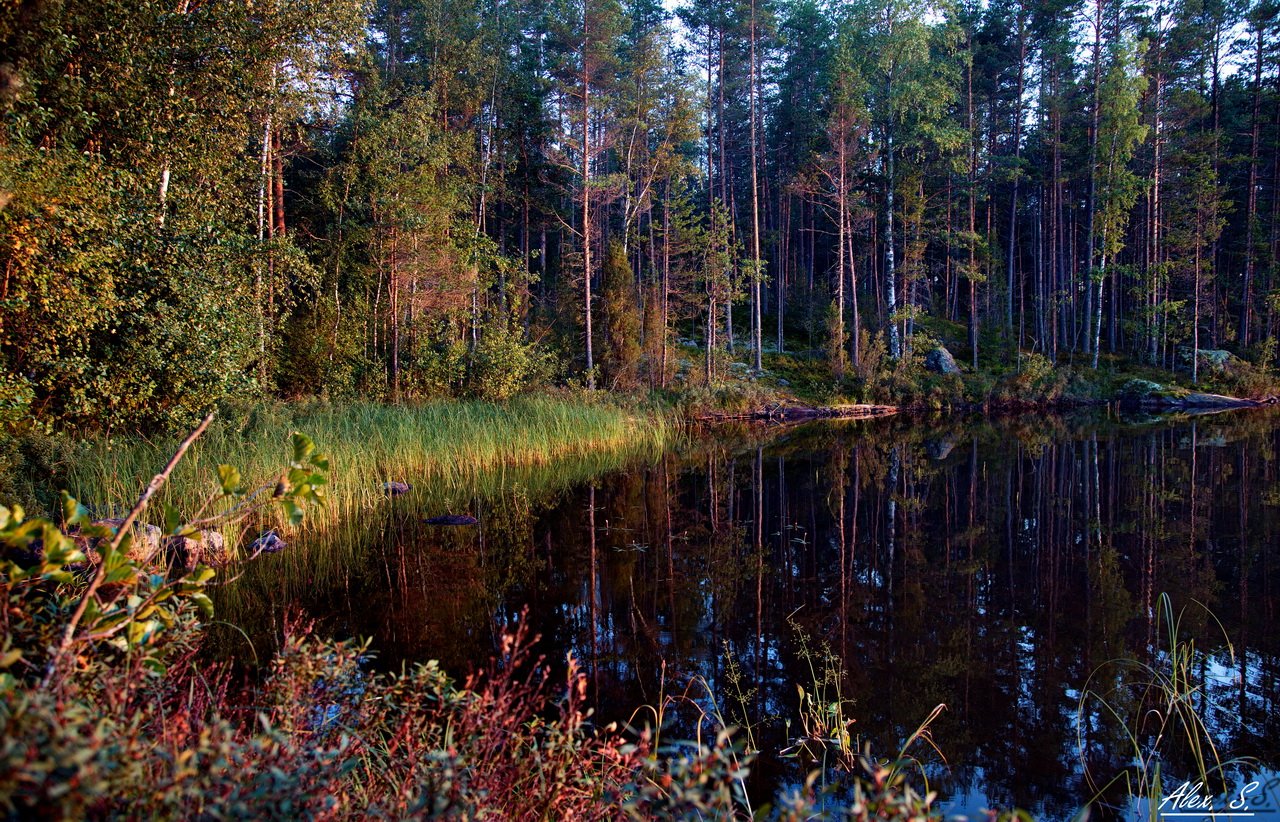 Природные богатства карелии. Шумистые леса Карелии. Лесное озеро Карелия. Карелия Тайга. Сяпся Карелия лес.