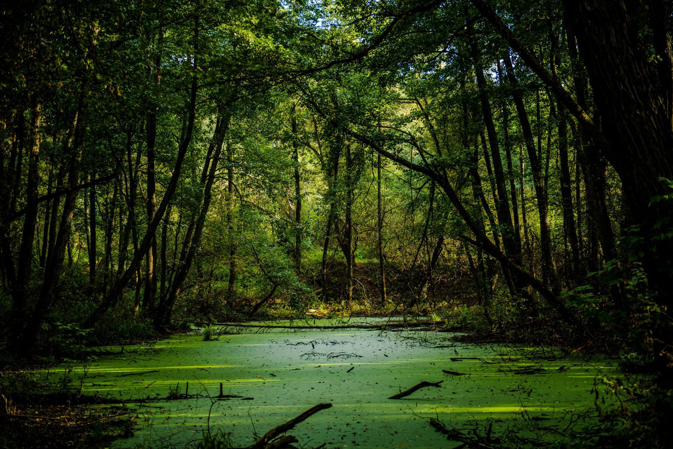 Болото в лесу видео. Лупишкинское болото. Болотистые леса Румыния. («Лесное болото»),Рейсдала .. Болото трясина Топь.
