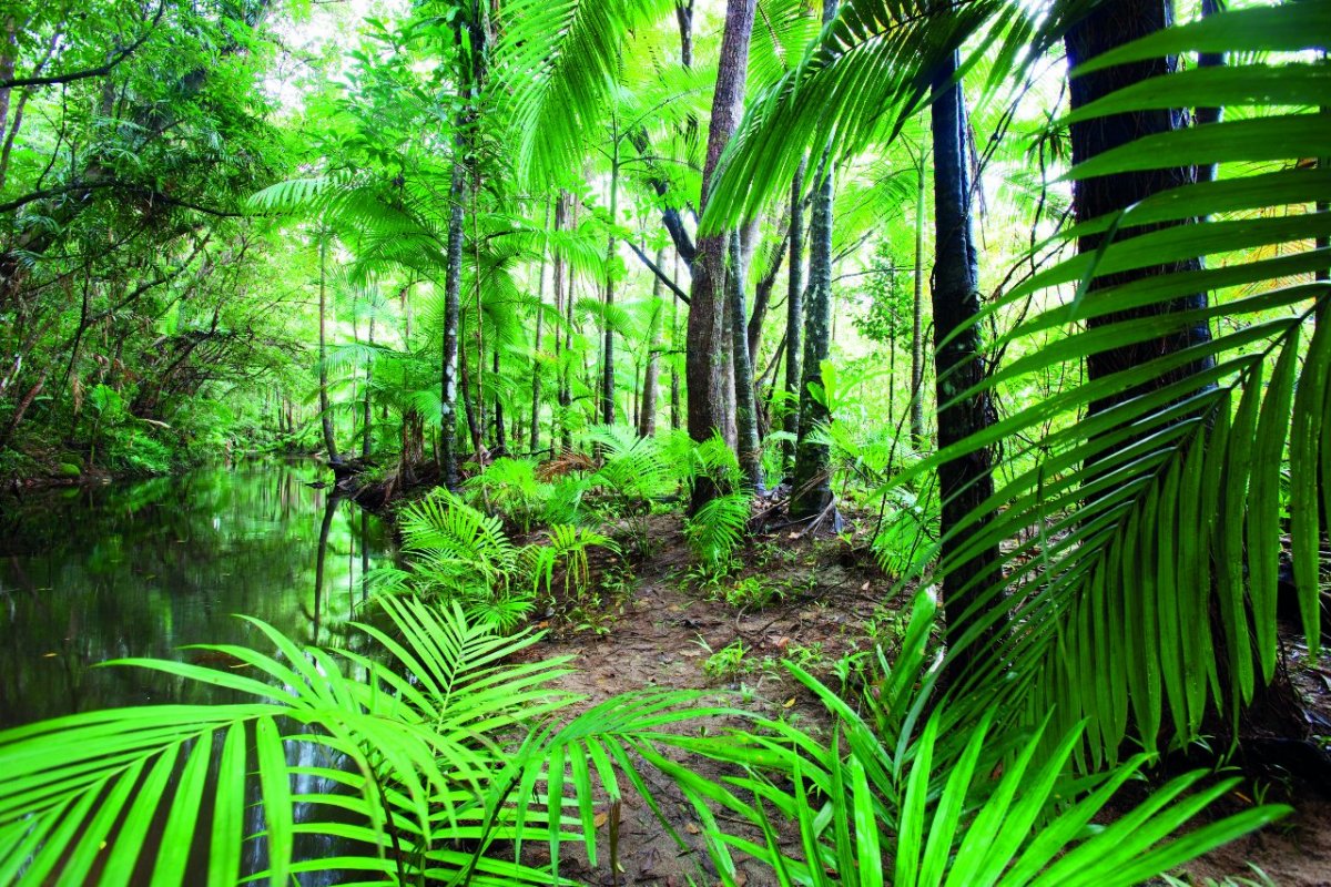 Субтропический Лес Растения