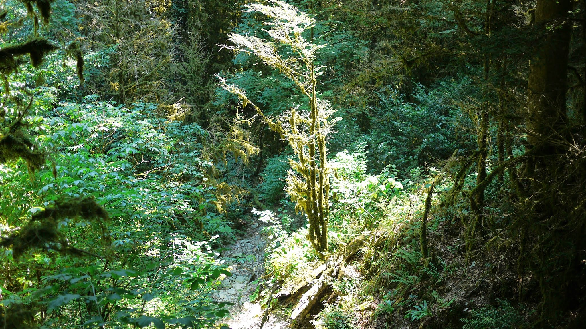 Субтропический лес в Сочи