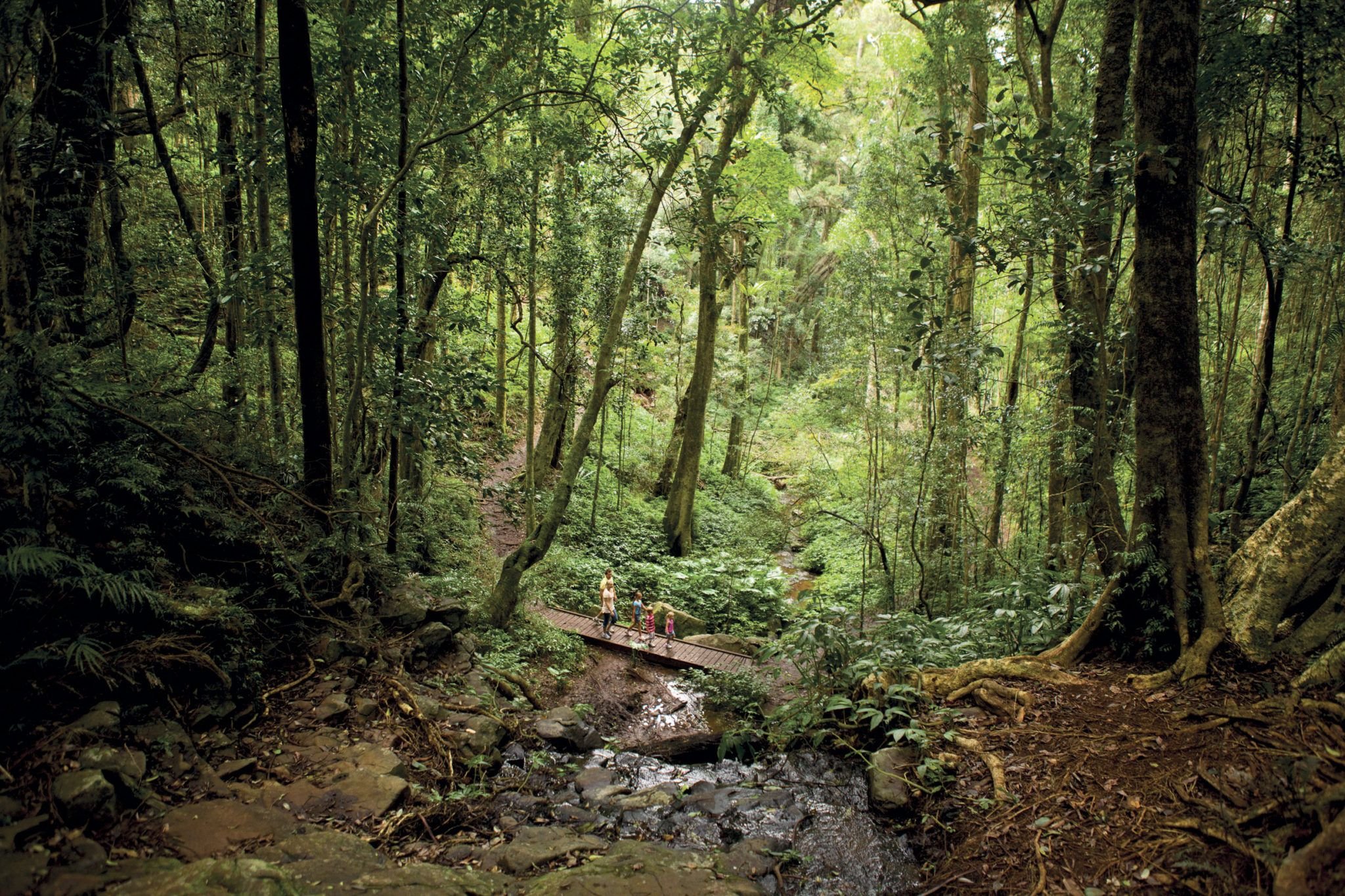 Субтропический лес Австралии