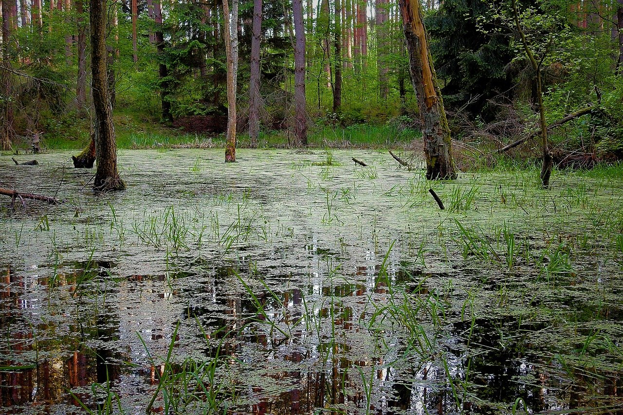 Звягинские болота