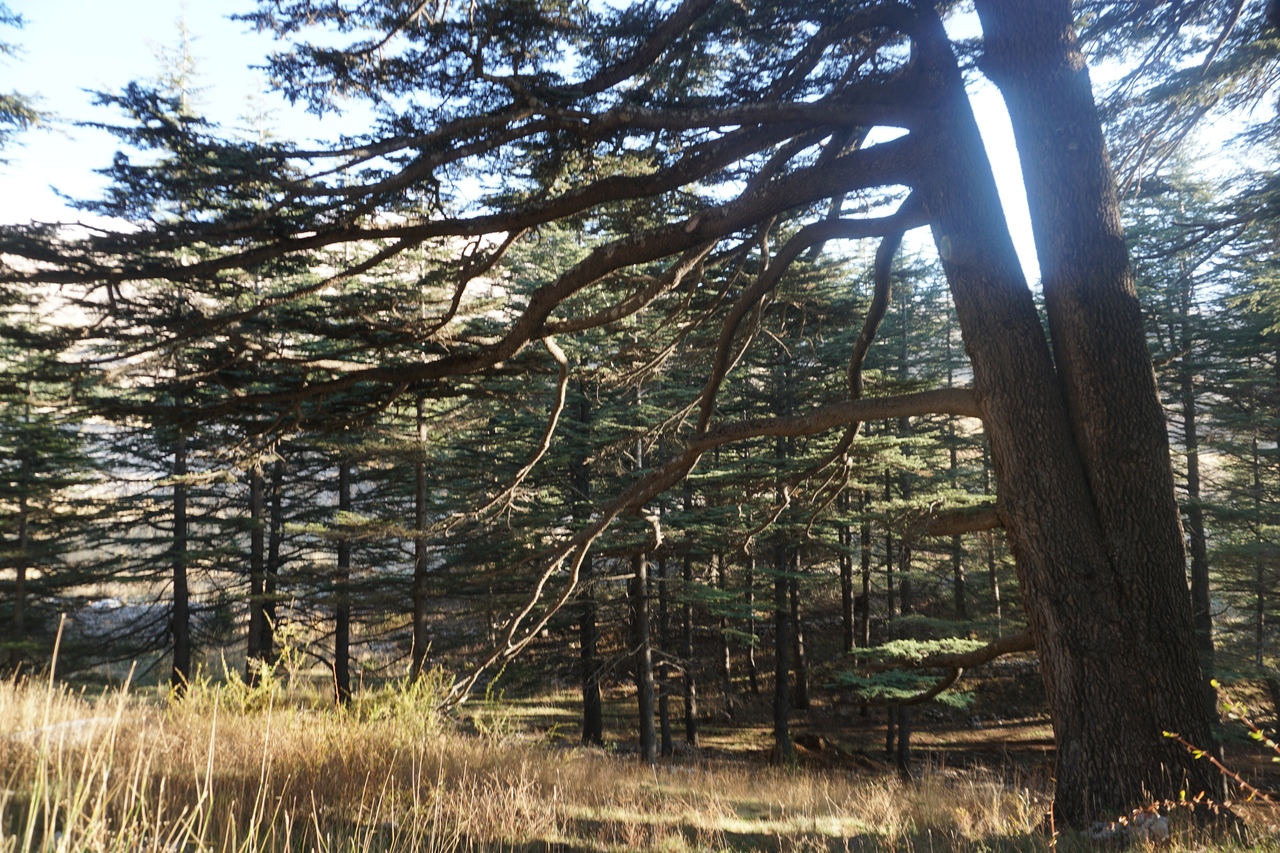 Кедровый лес в Ливане