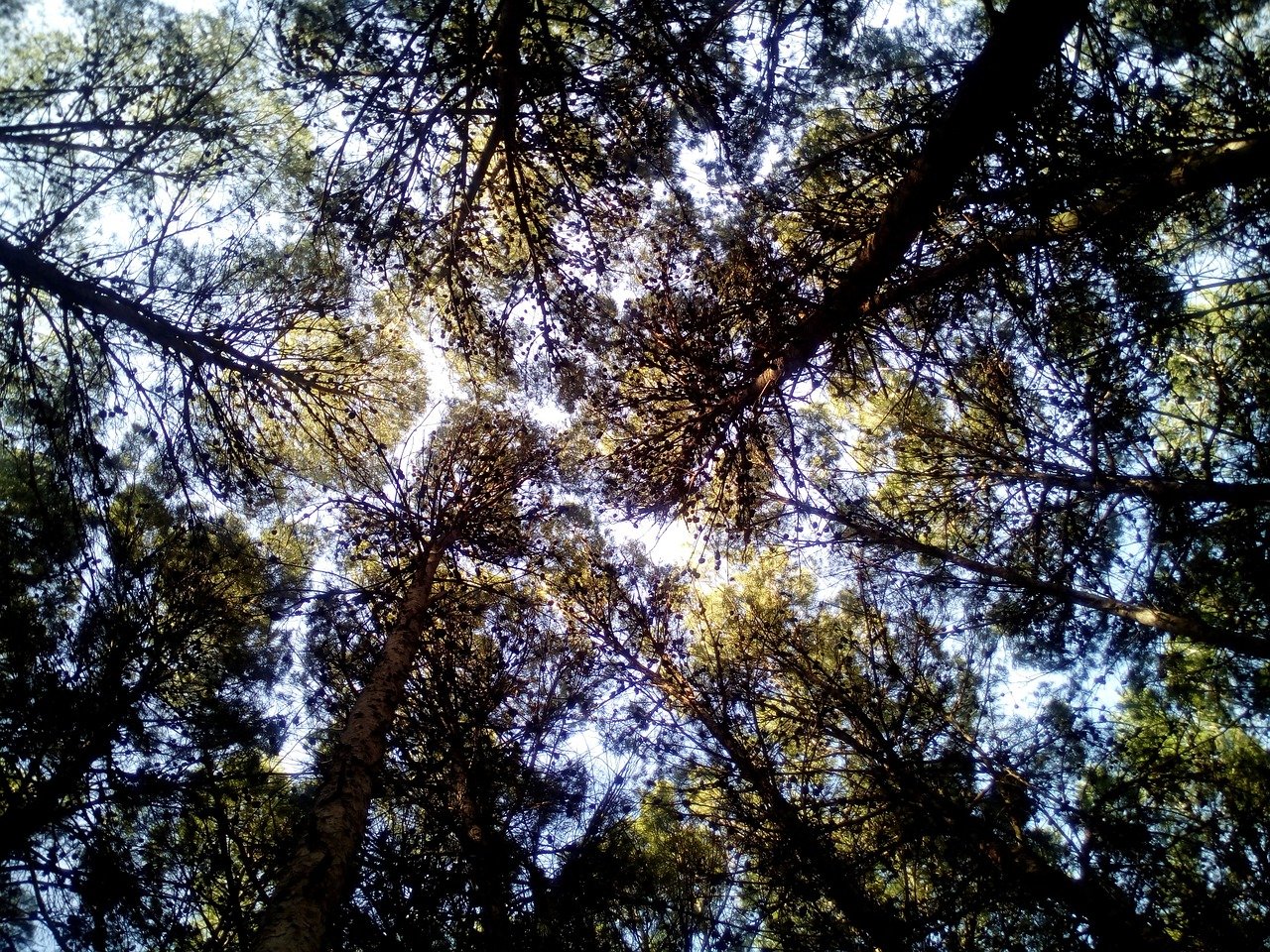 Кедровый лес в Сочи