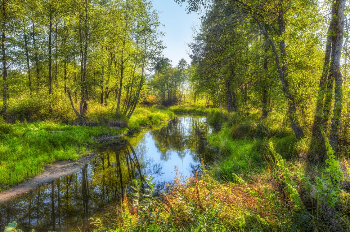 Природа ручей лес Россия