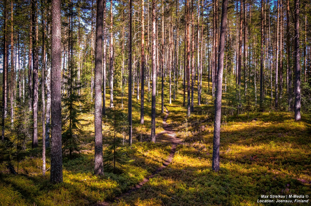 Таежный лес Финляндии