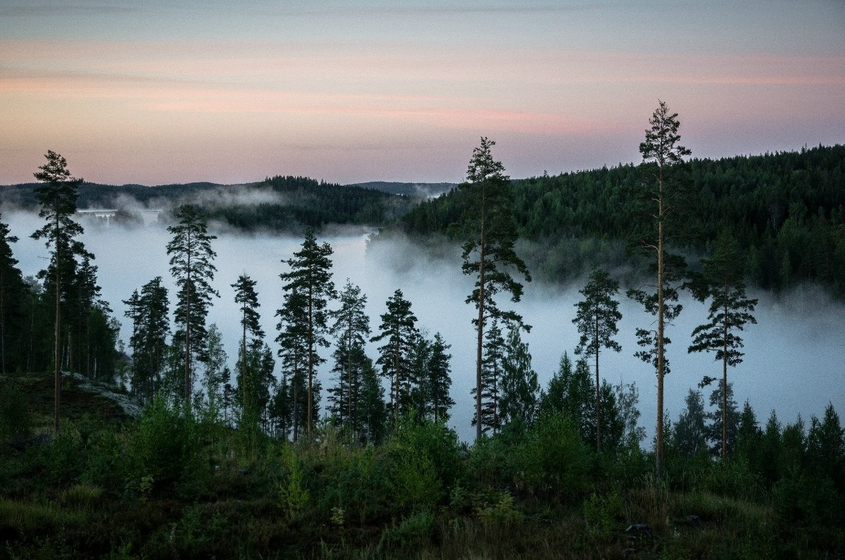 Финские еловые леса Финляндия