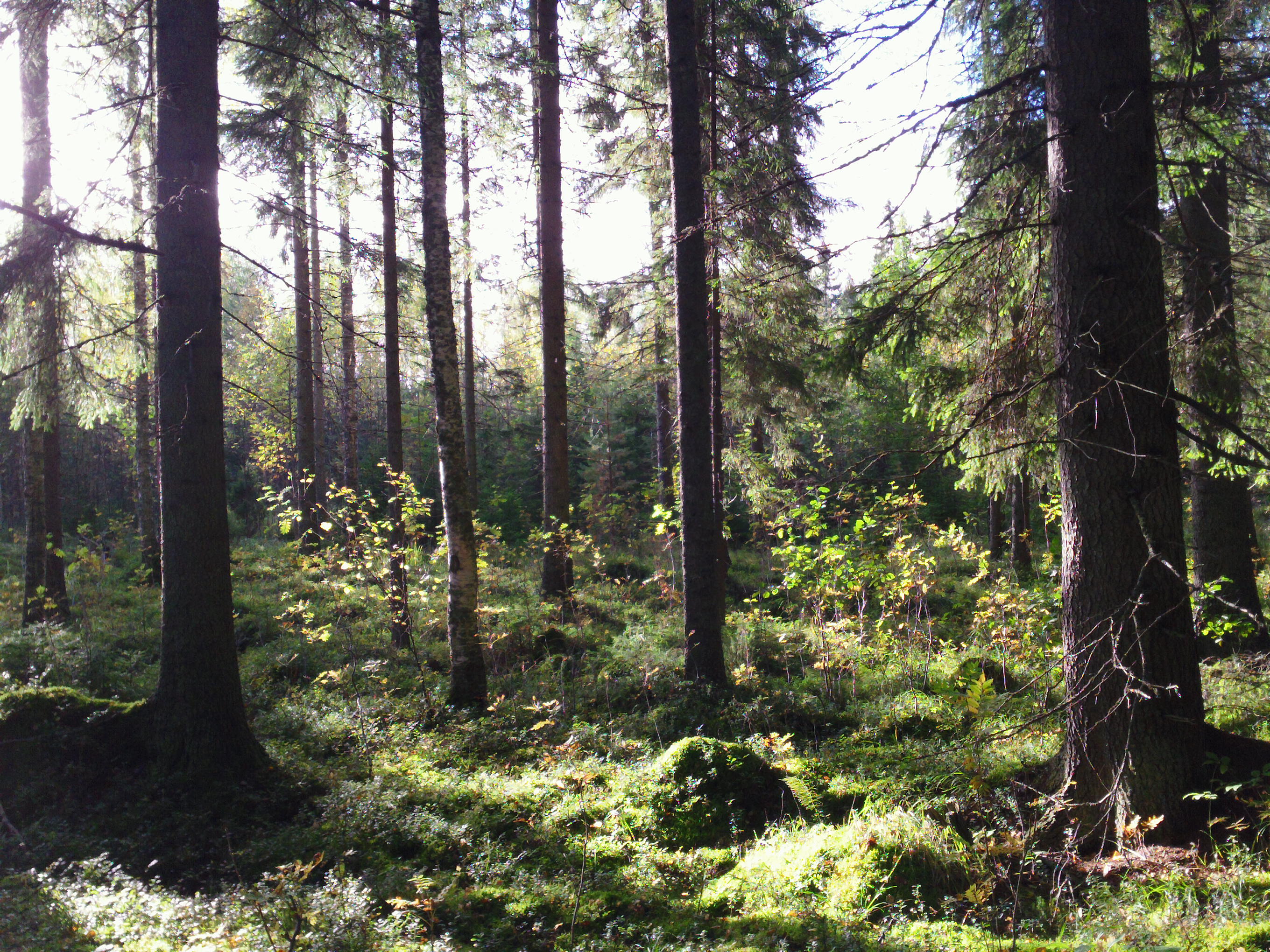 Старая Финляндия лес Поляны
