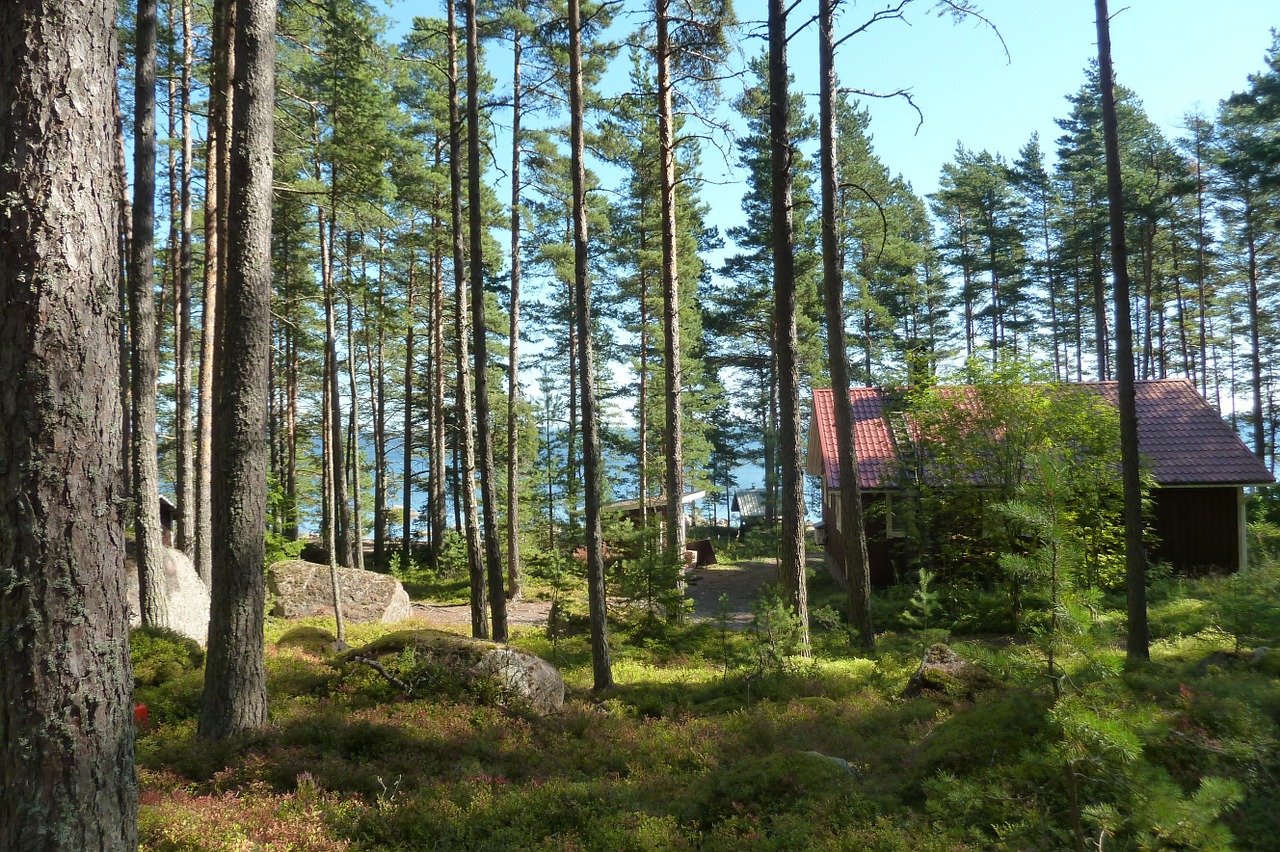 Леса в финляндии