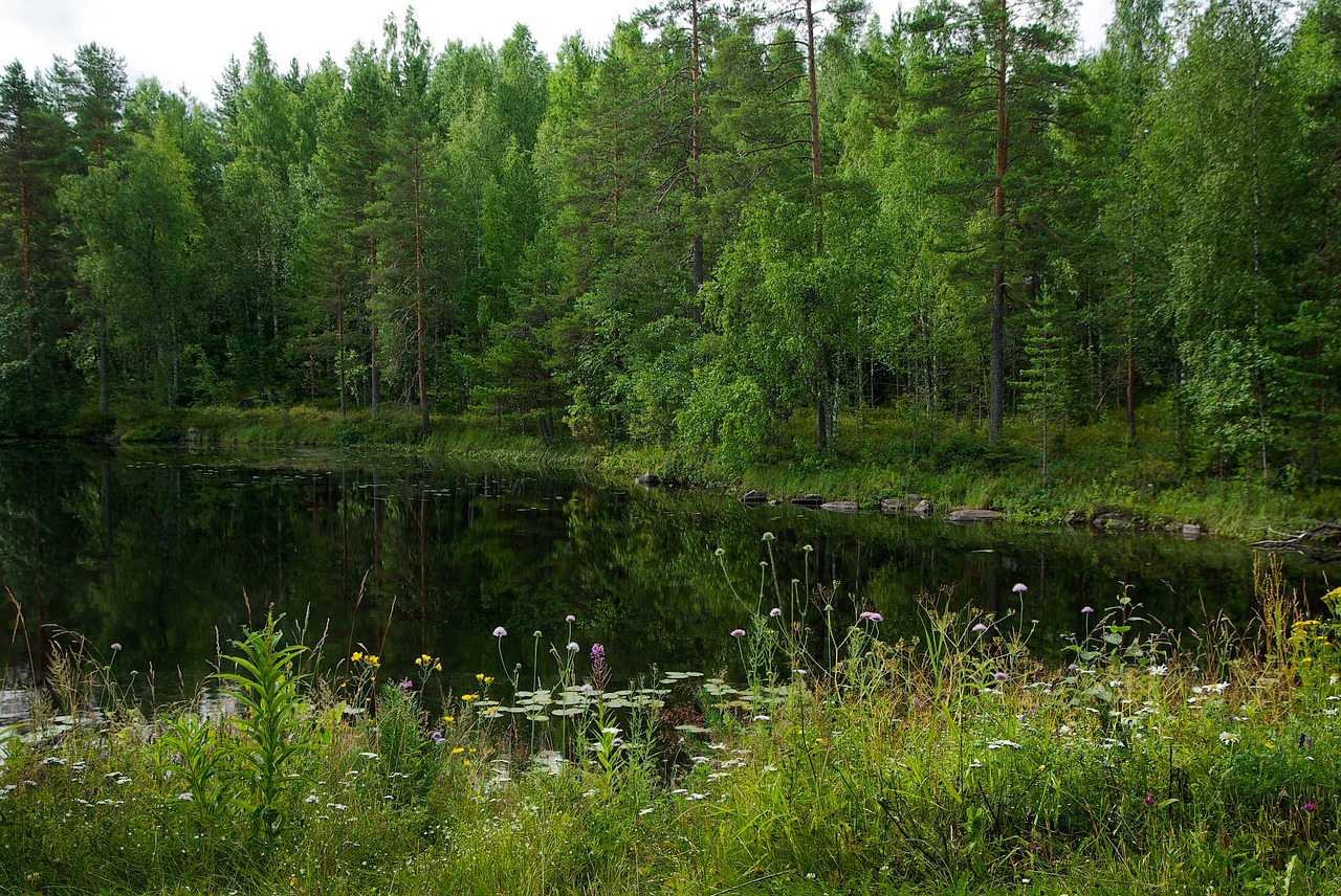 Природа Финляндии лес