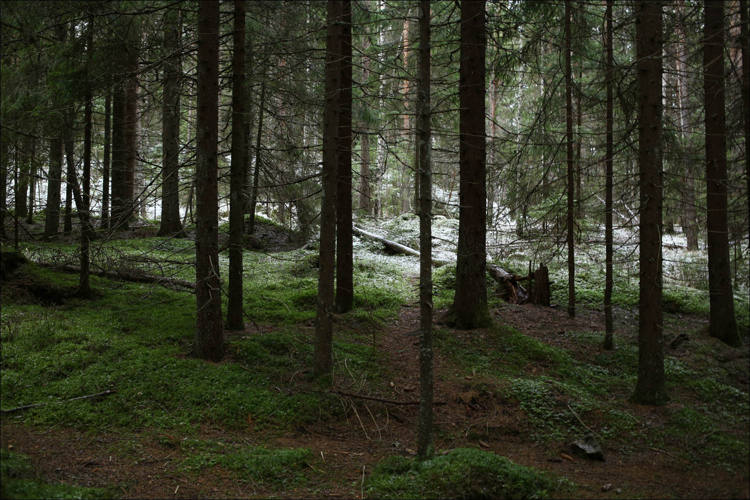 леса финляндии фото