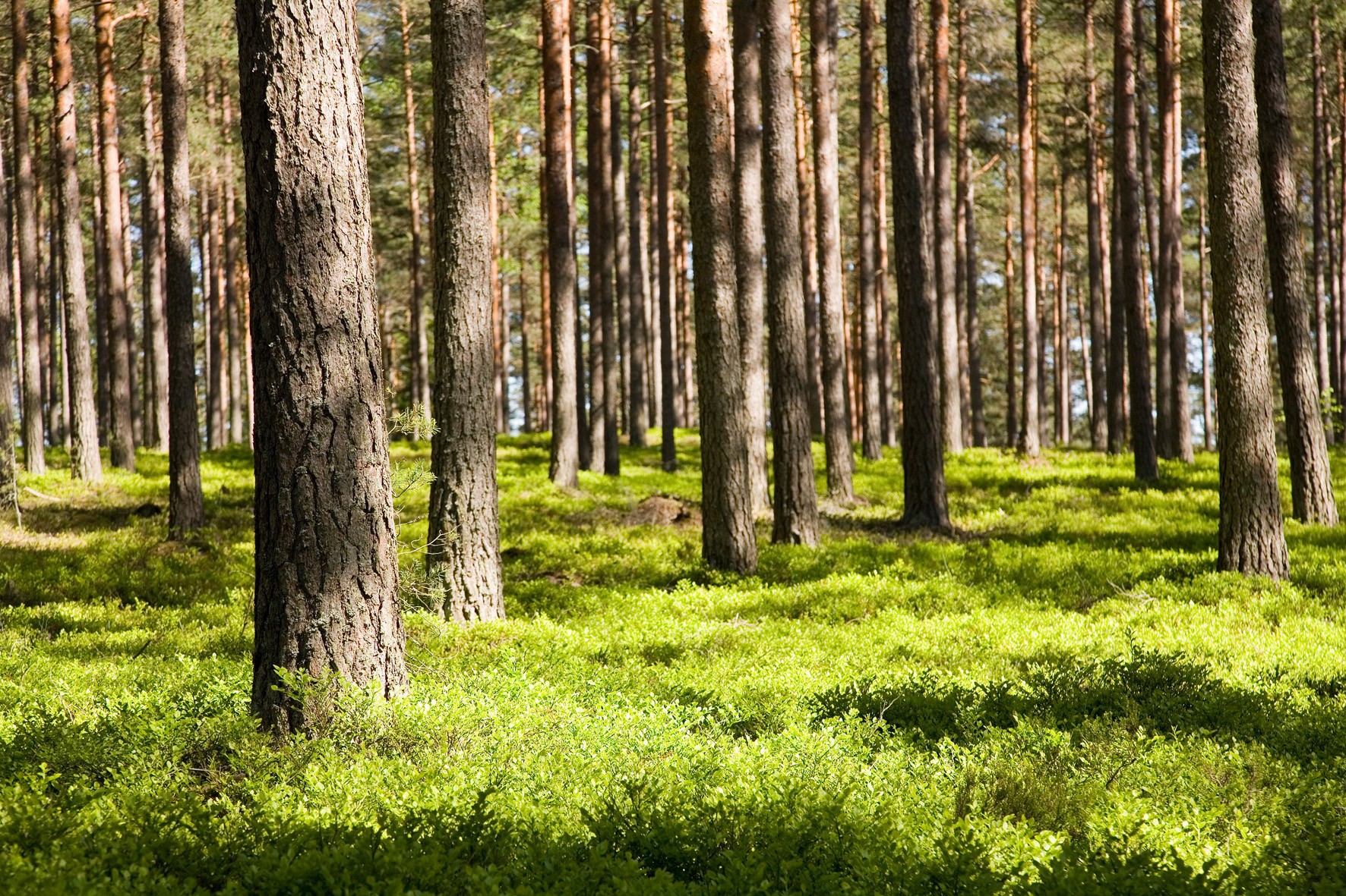 Хвойные леса Финляндии