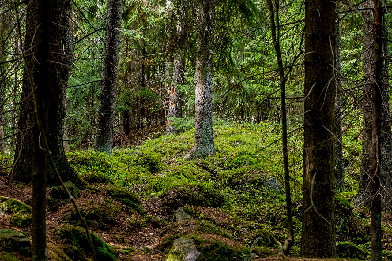 Леса Финляндии