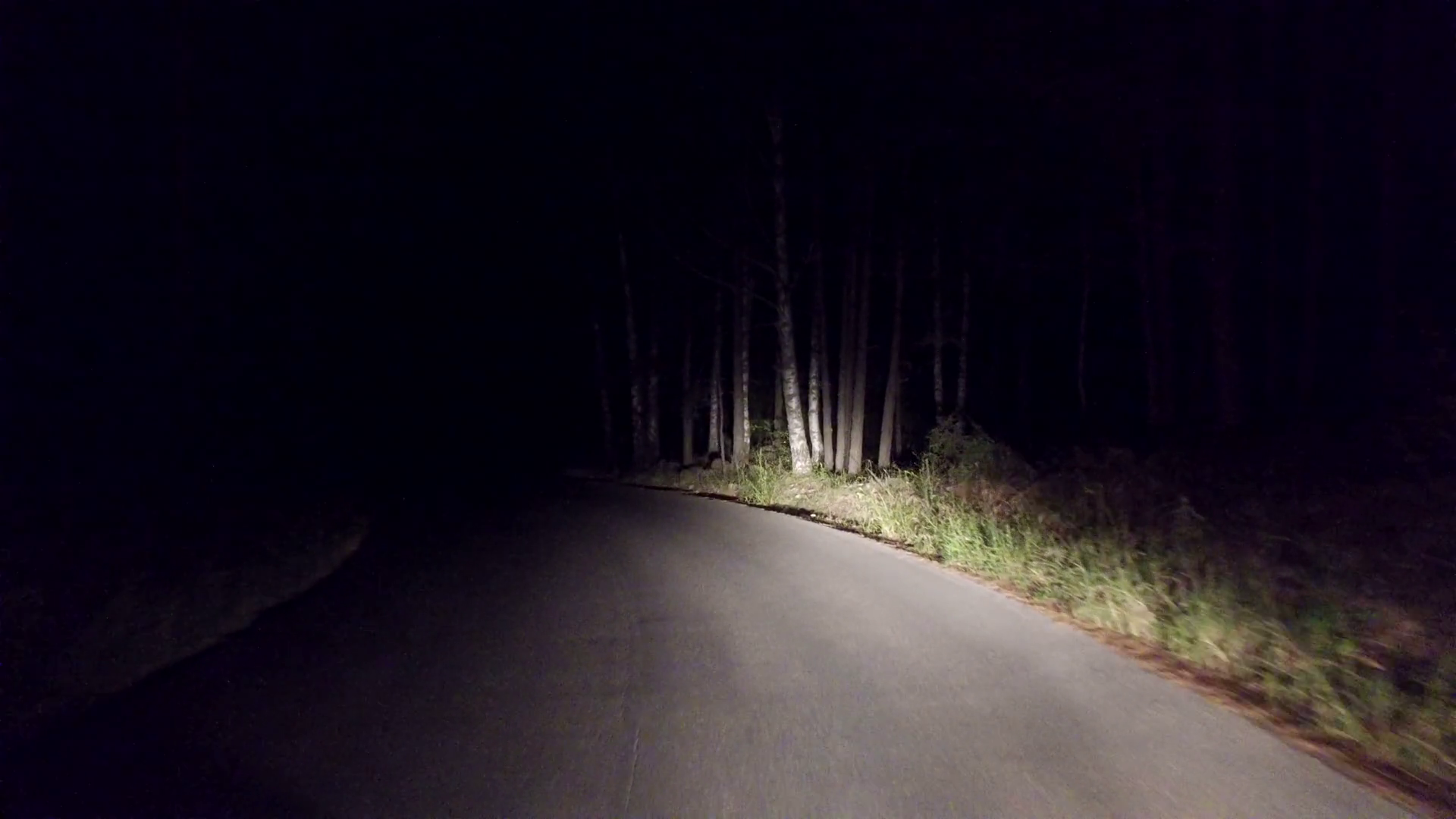 Обочина дороги в лесу ночь