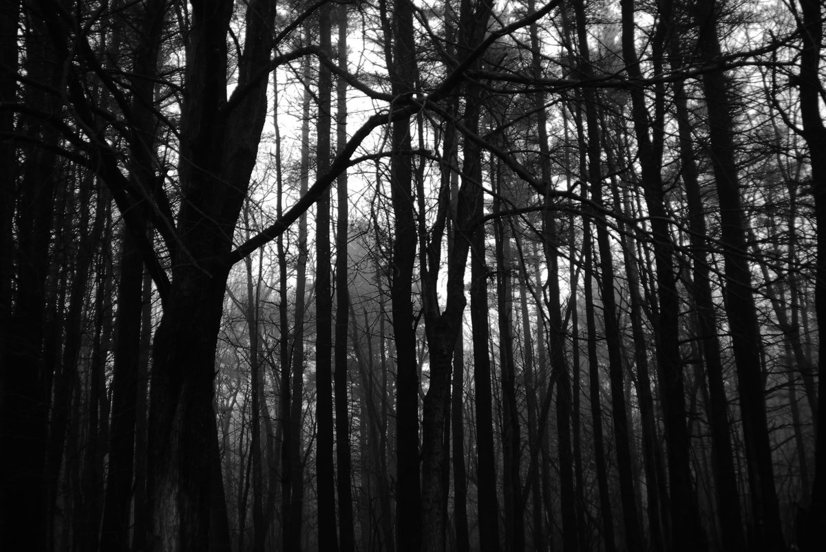 стим черный лес фото 64