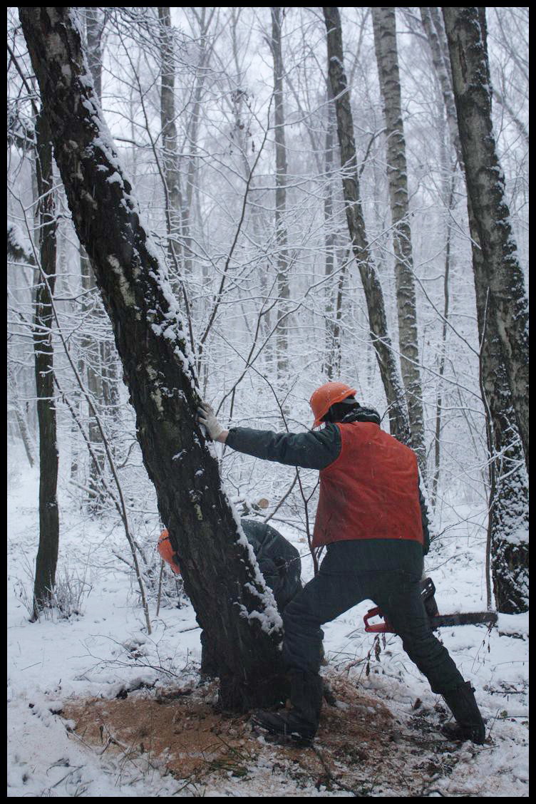 Руби сосну. Лесорубы в лесу. Рубит дерево. Лесоруб зимой. Человек срубает дерево.