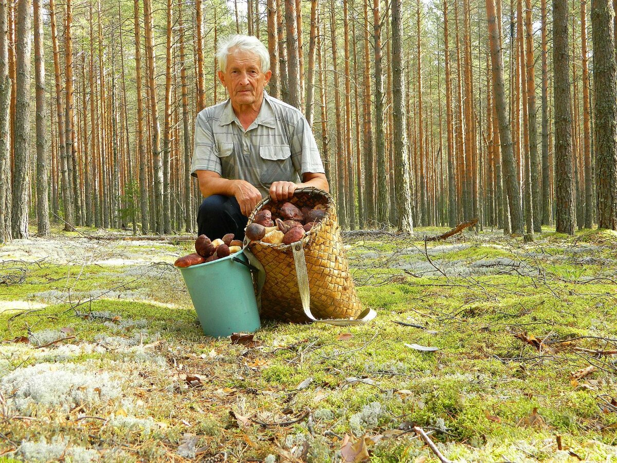 Чернявин Павел Кологривский лес
