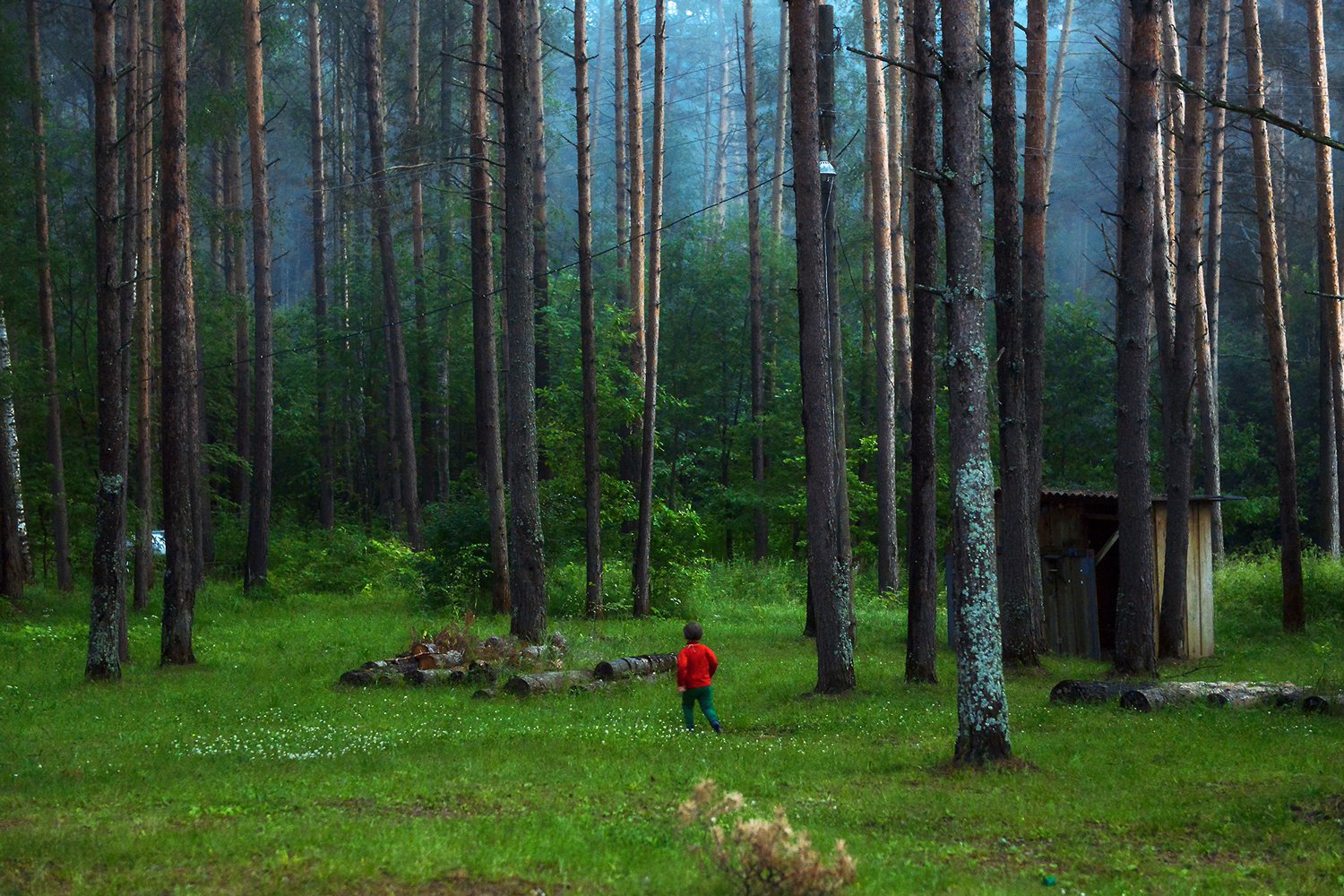 Боровый лес в Костромской области