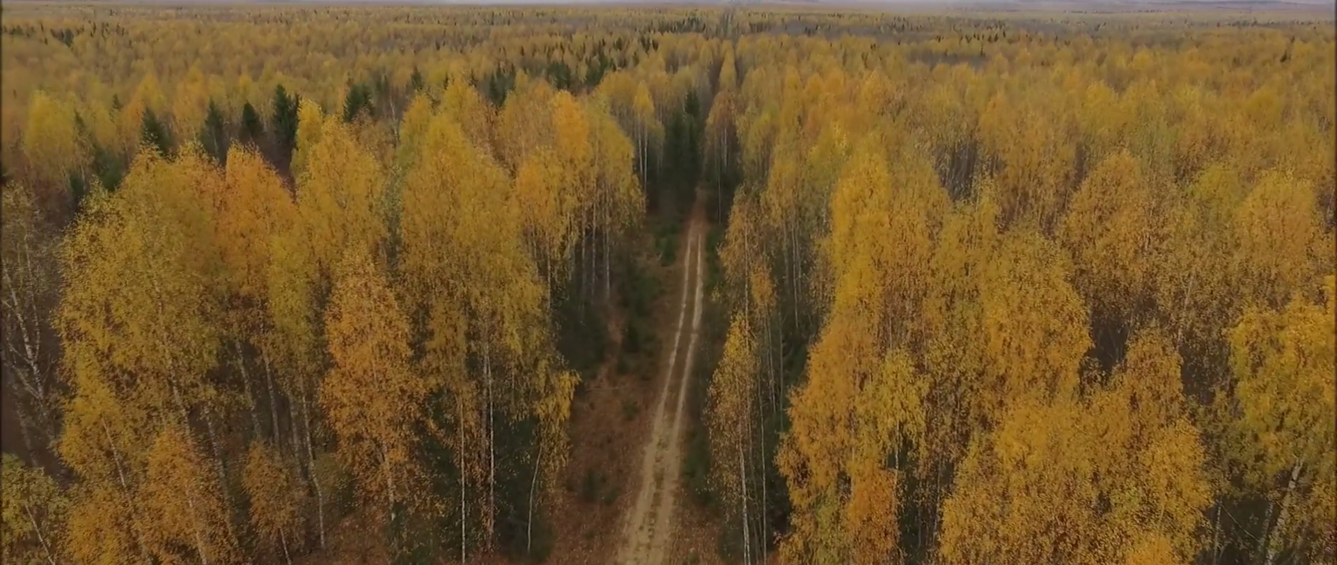 Рельеф Кологривского леса