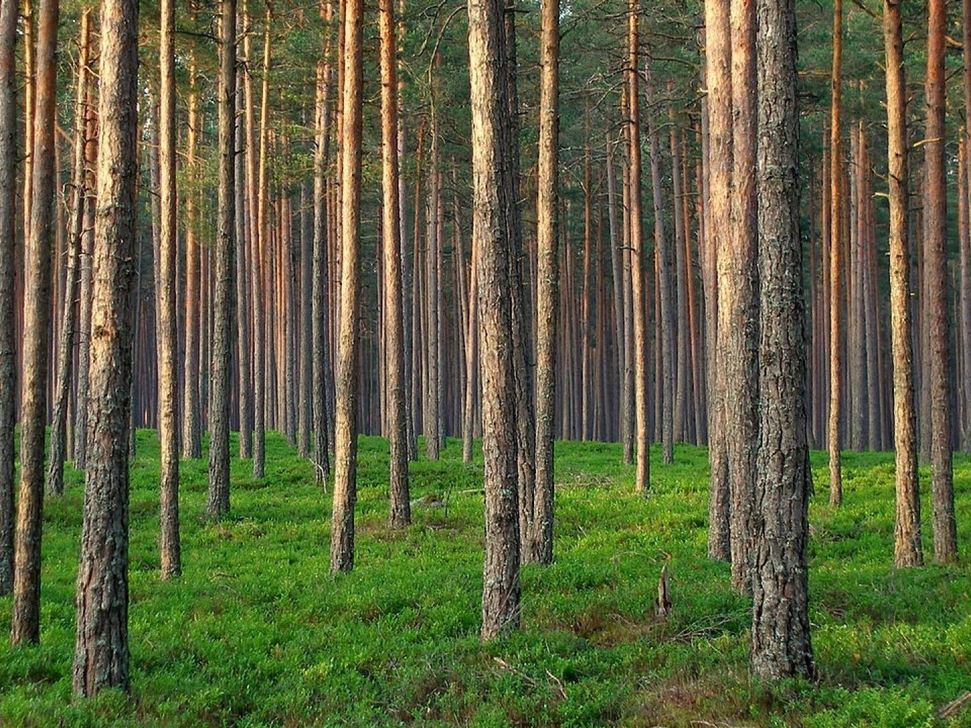 Уяр Сосновый лес