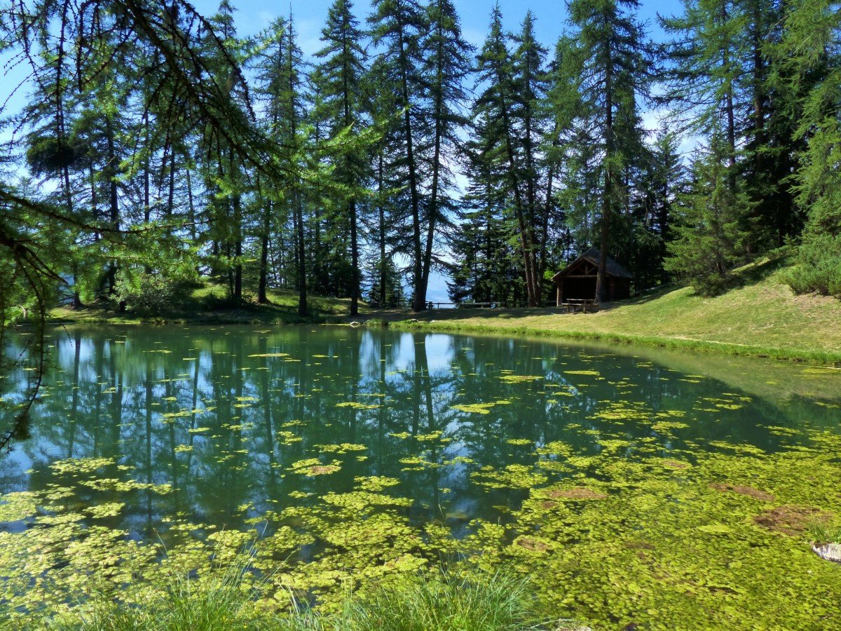 Озеро В Лесу
