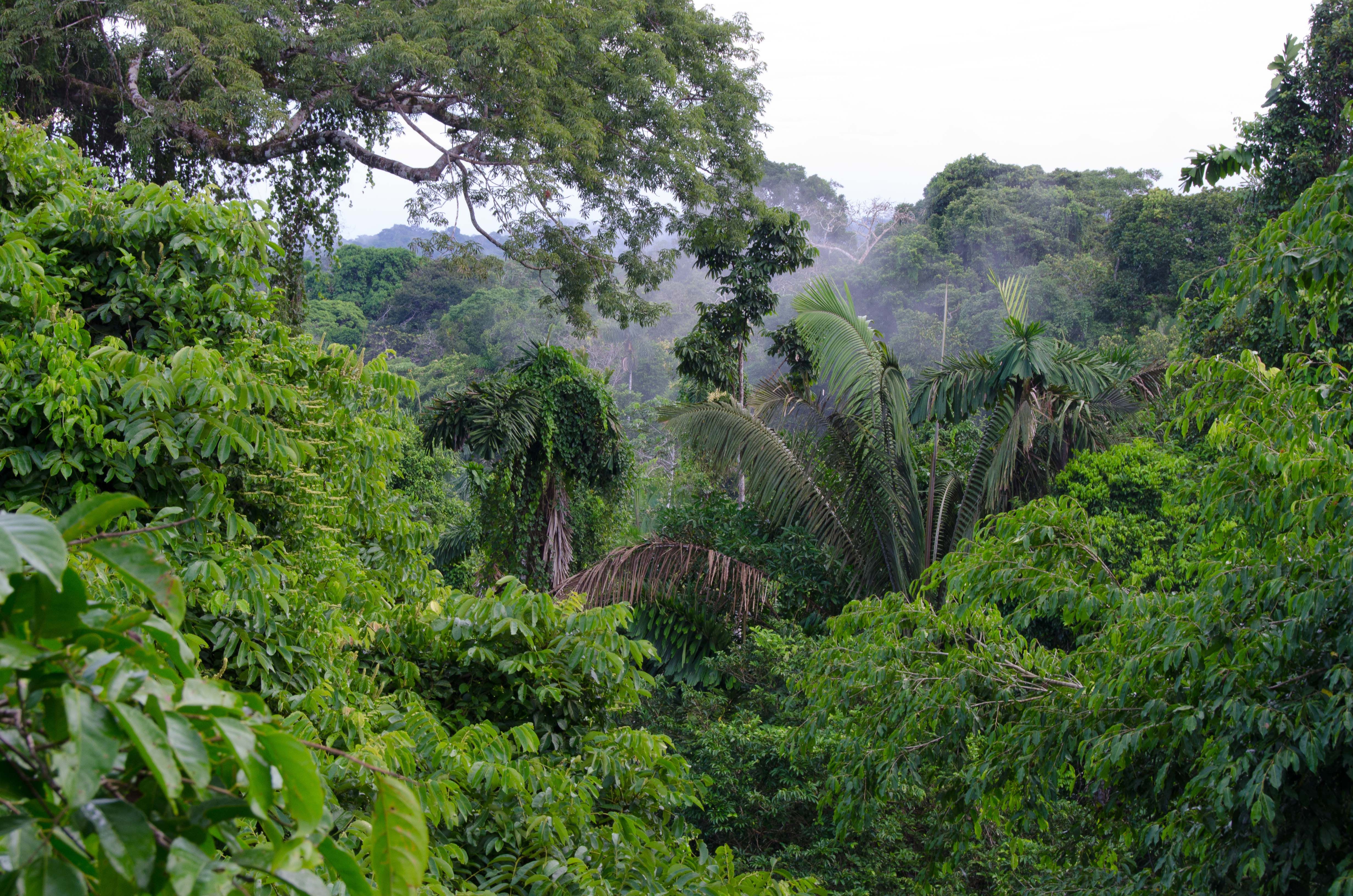 Тропический климат южной америки