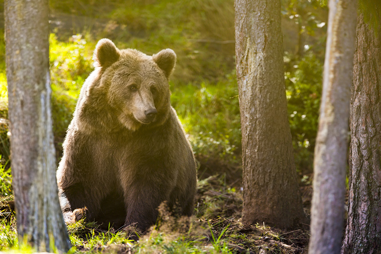 Животные леса бурый медведь
