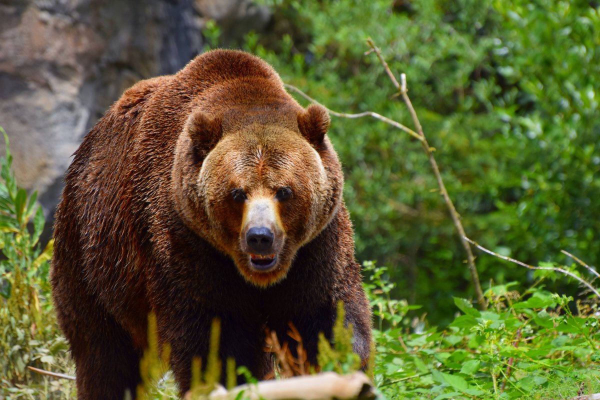 Фото бурого медведя в хорошем качестве в лесу