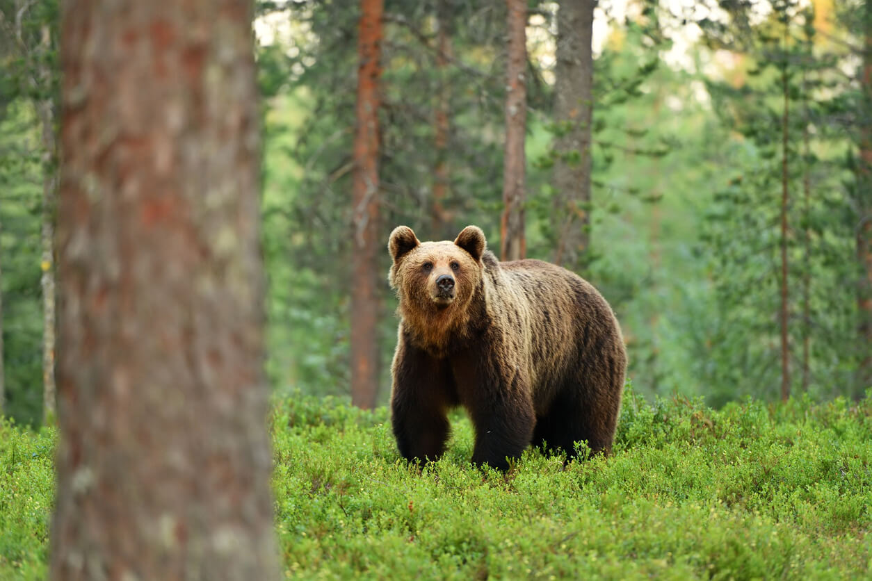 Фото бурого медведя в лесу