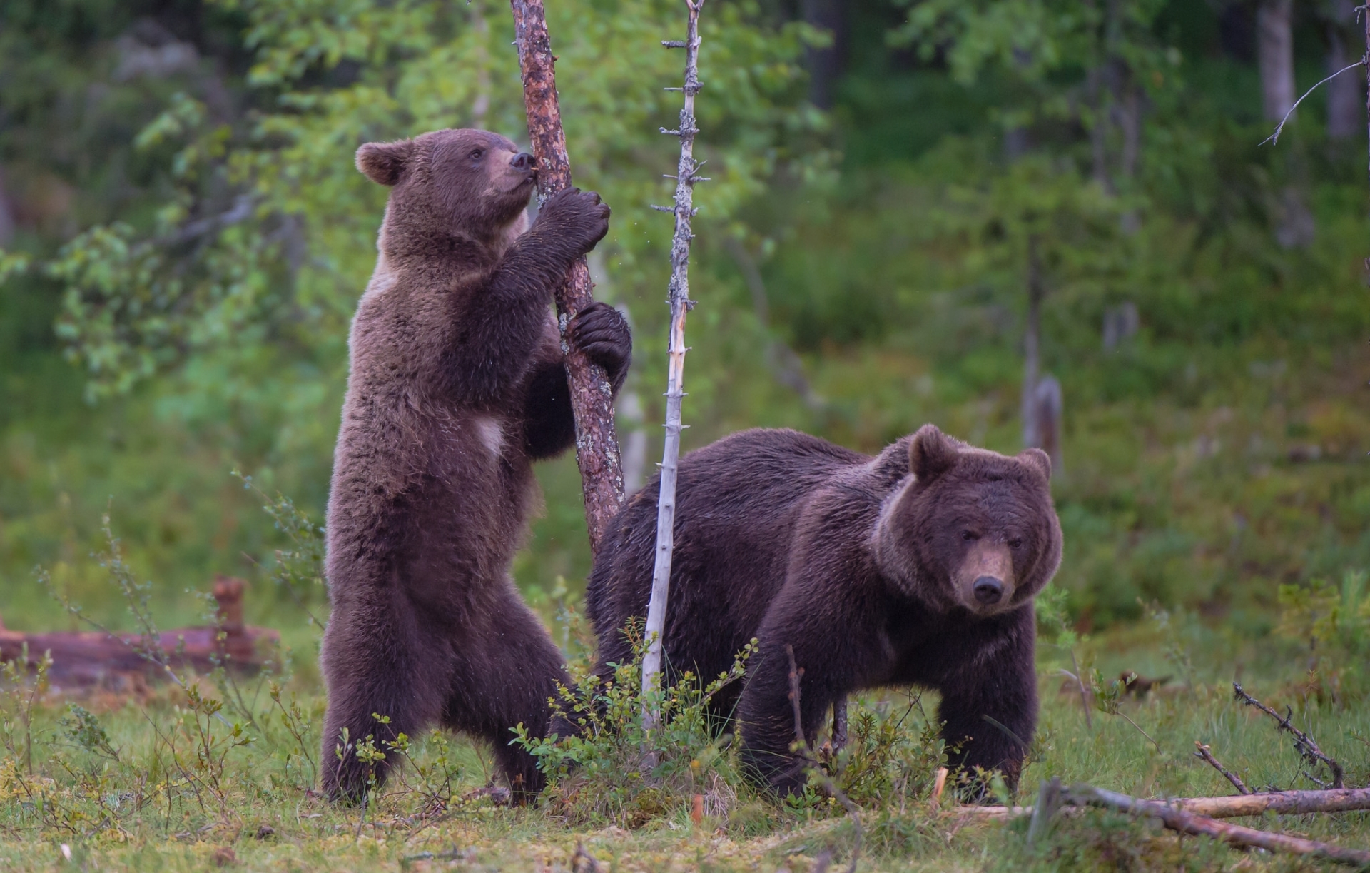 Фото бурого медведя в лесу