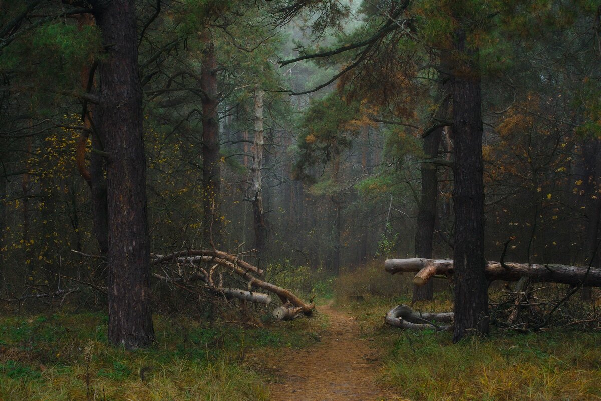 Шишкин Иван Иванович туман в Сосновом лесу
