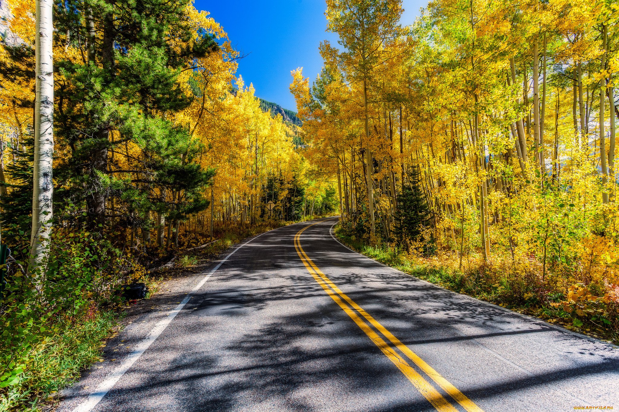 Дорога в красивом лесу. Осенняя дорога. Дорога в лесу. Дорога в осень.