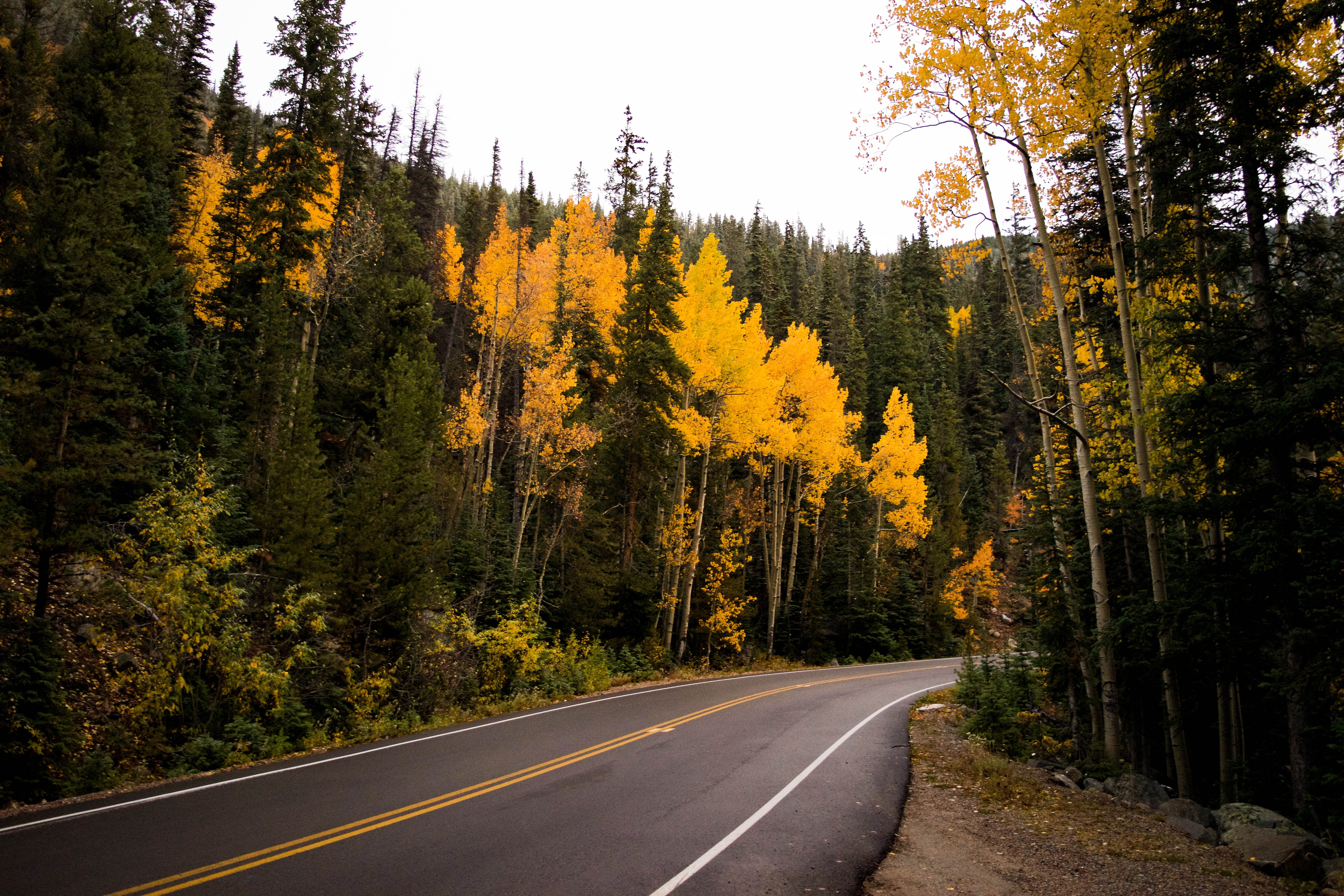 Дорога хвойную. Дорога в лесу. Лесная дорога. Дорога в хвойном лесу. Осенняя дорога в лесу.