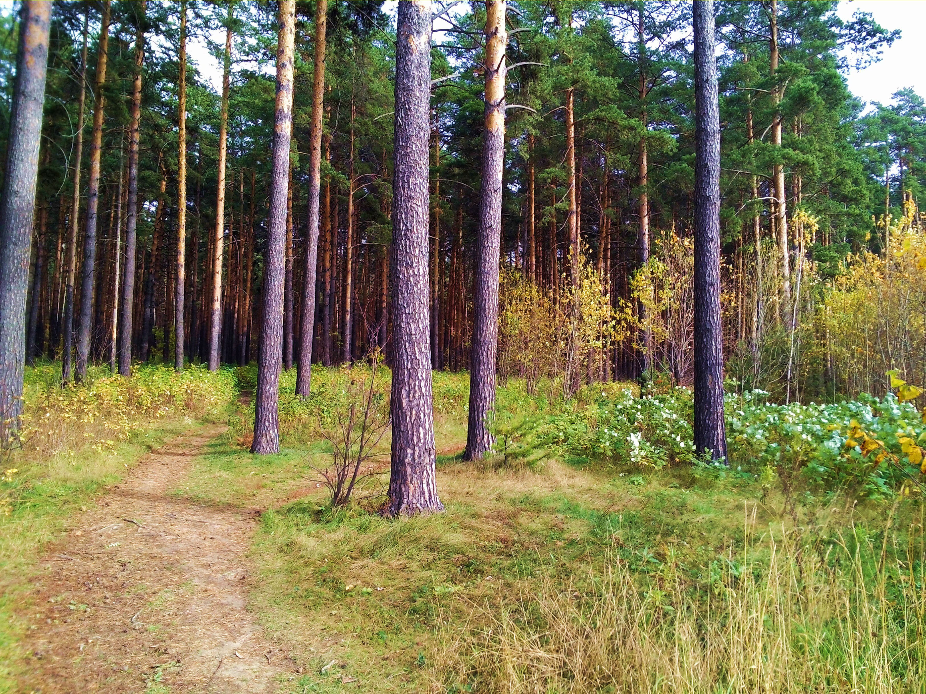Сосновый лес Кулицкая