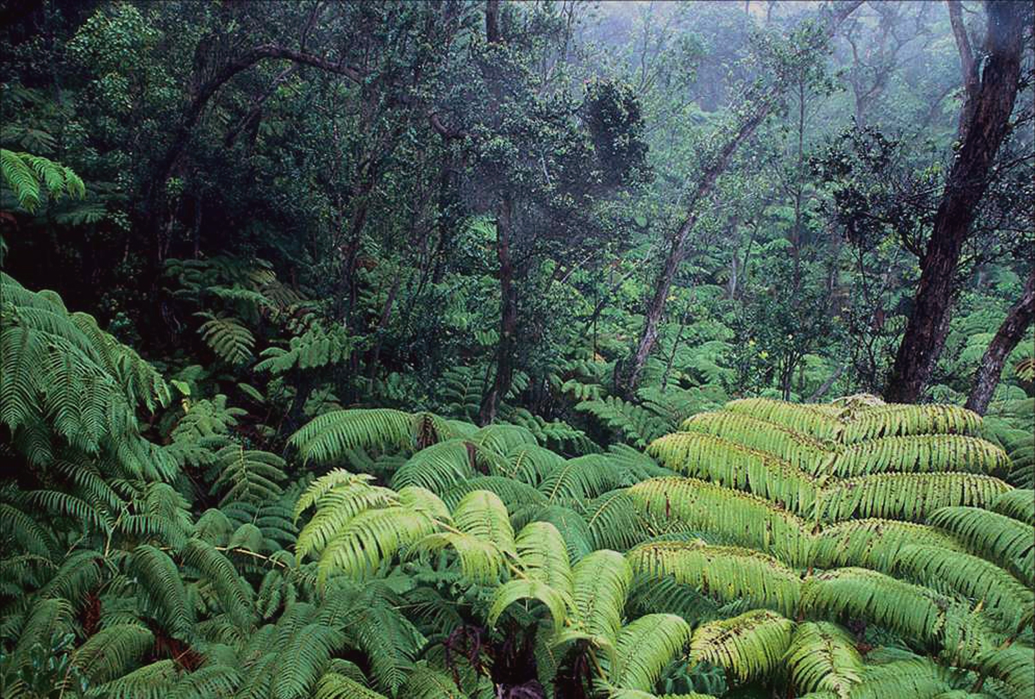 Муссонные леса Индии. Тропические джунгли Индии. Тропические леса Индии. Тропические дождевые леса Индии.