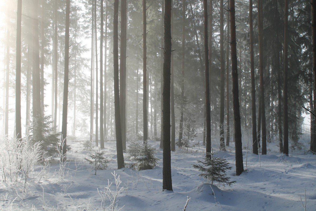 Зимний Сосновый лес панорама