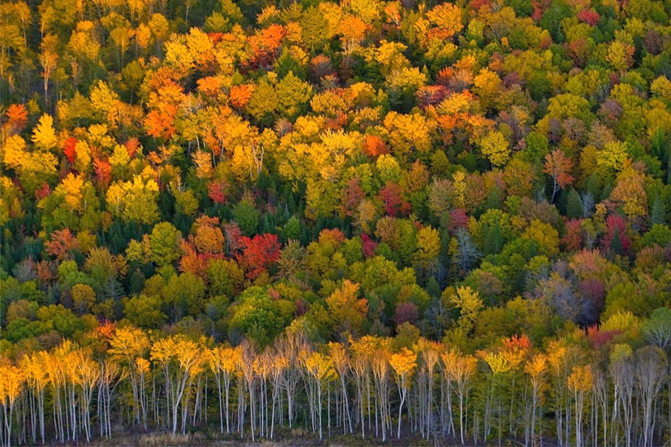Вот и пришла разноцветная осень. Осенний лес. Красивая осень. Осень в лесу. Краски осени.