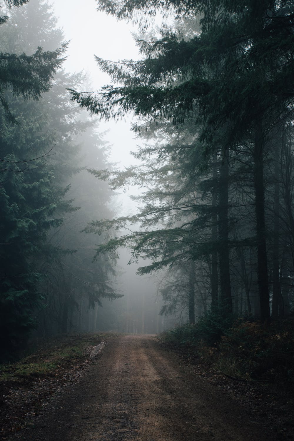 Лес туман тропа
