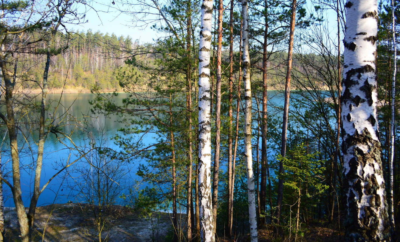 Лес озеро весной