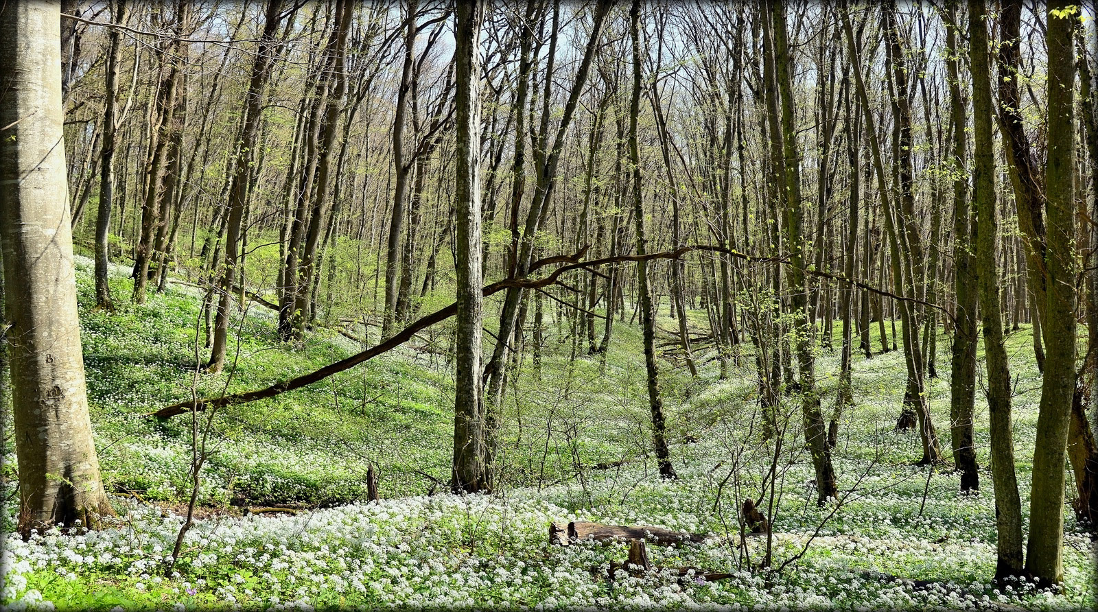 Лес в середине апреля