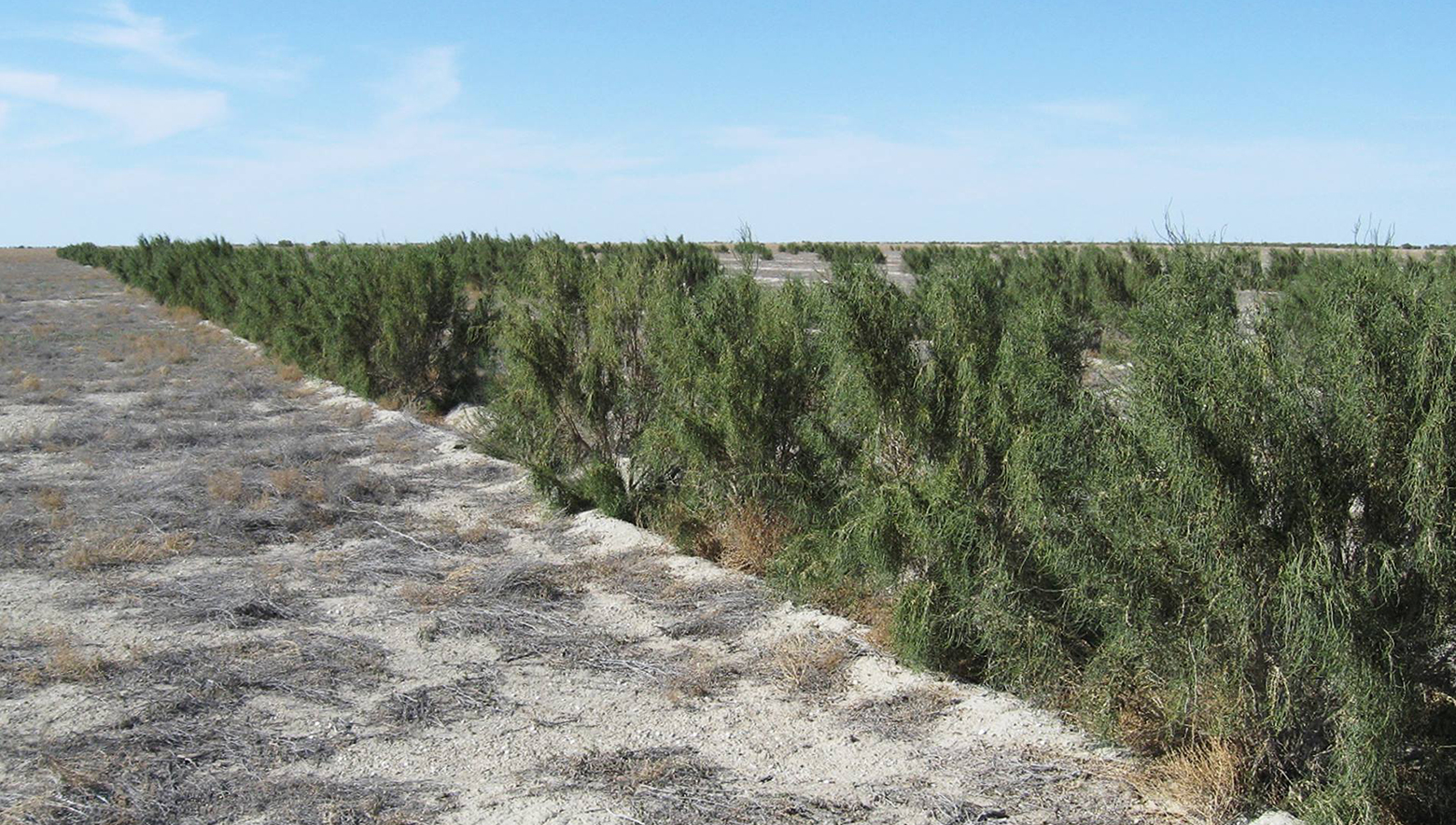 Саксауловые деревья Аральское море