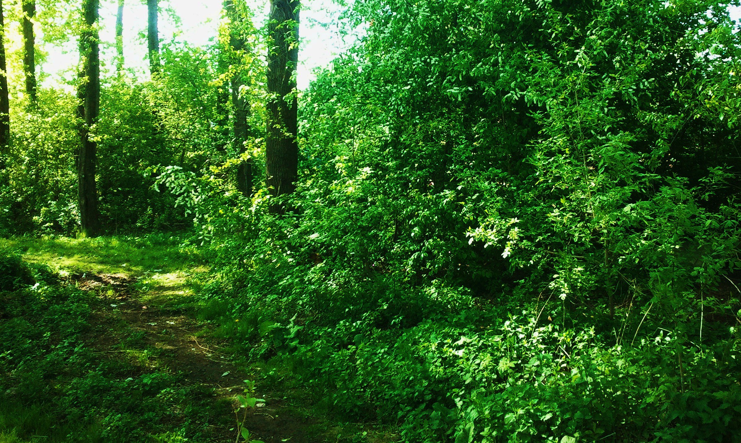 Широколиственные леса Нижегородской области