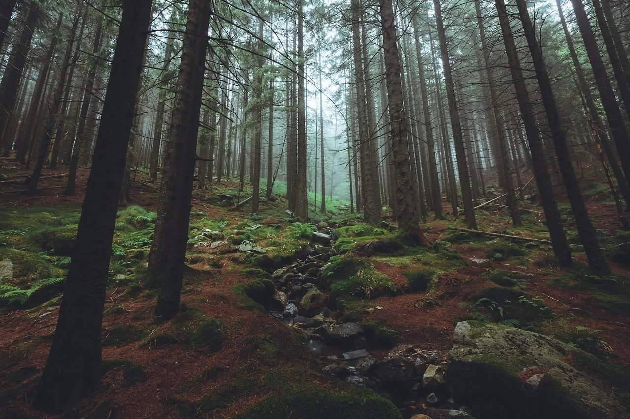 Норвежский лес фото