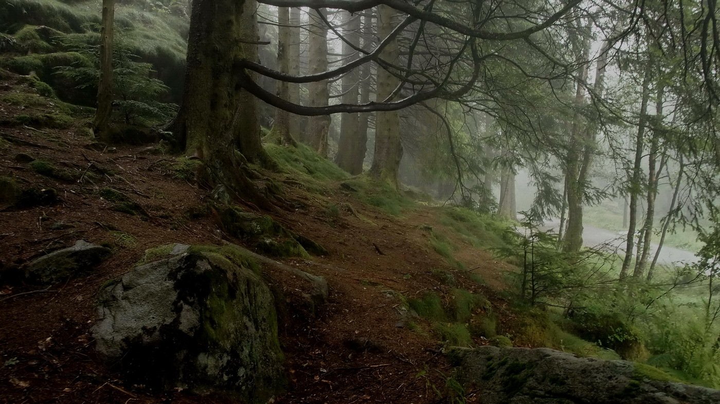 Норвегия леса Лощина холм