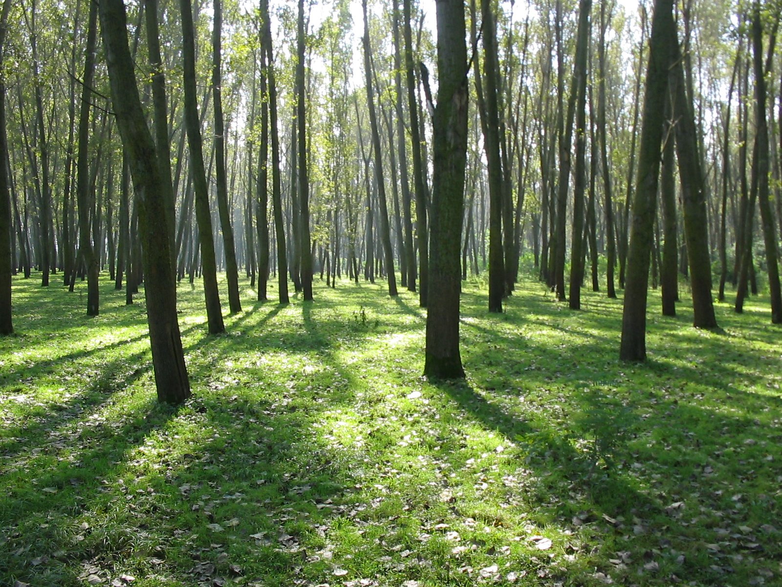 Экологически чистый лес