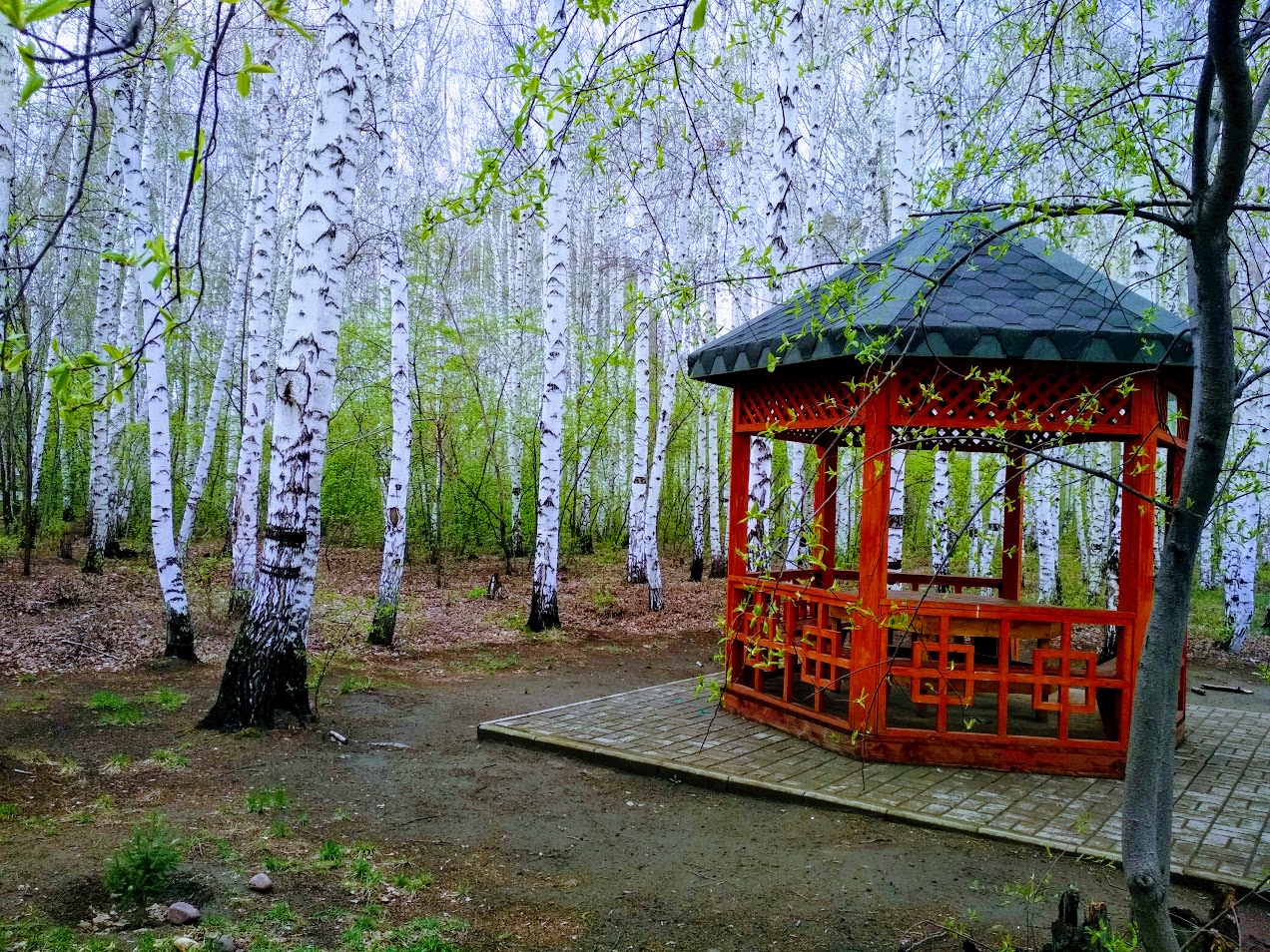 Берёзовая роща парк Новосибирск беседки