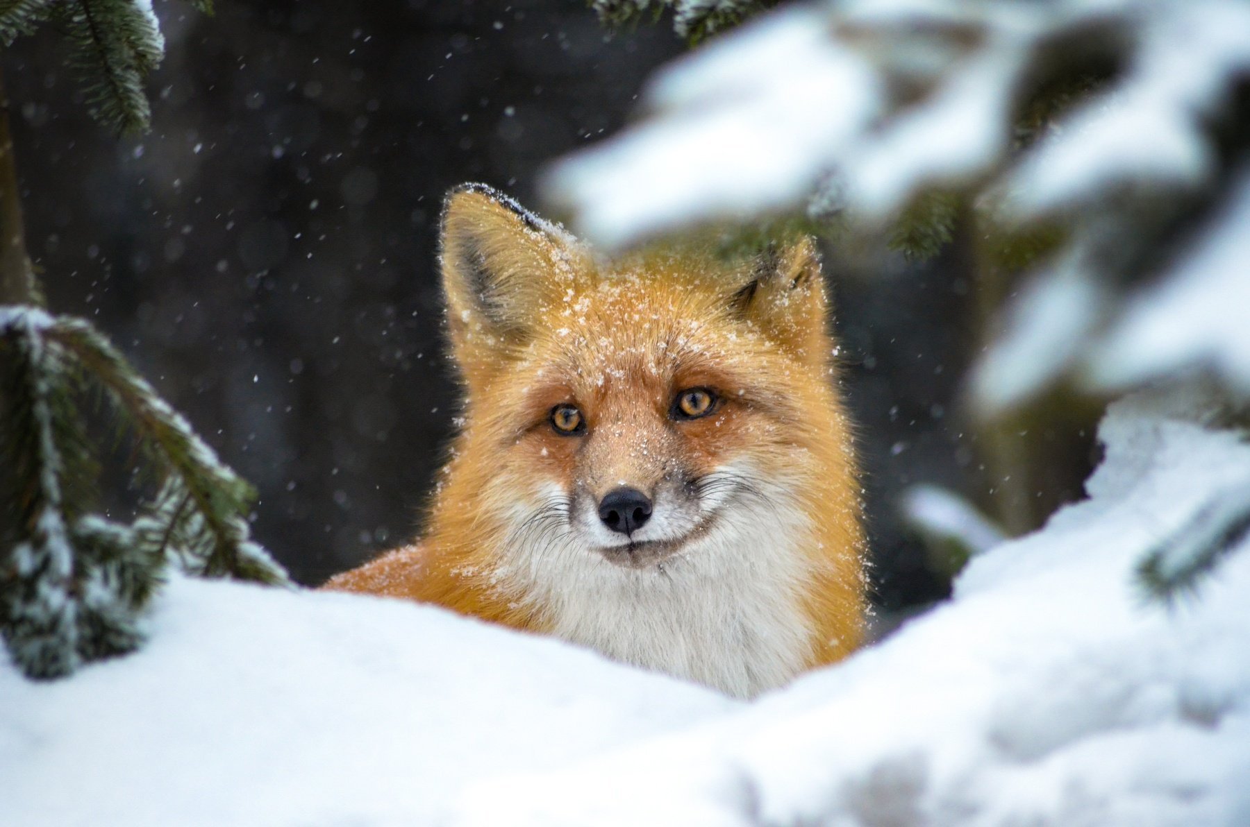 Фото лисы зимой в снегу